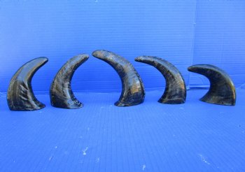 Five Semi-Polished Water Buffalo Horns 6 to 8 inches  - Buy these for $4.00 each