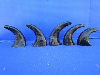 Five Semi-Polished Water Buffalo Horns 6 to 8 inches  - Buy these for $4.00 each