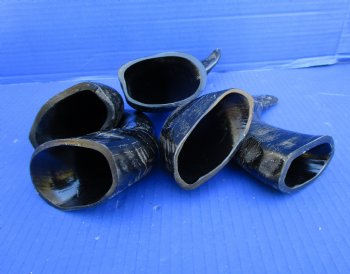 Five Semi-Polished Water Buffalo Horns 6 to 8 inches  - Buy these for $4.00 each