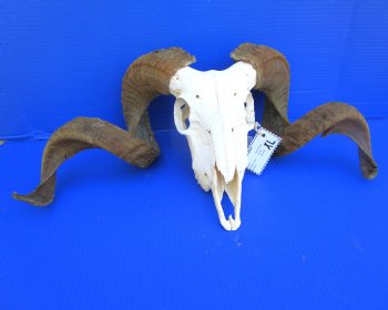 Merino Sheep Skull with 28-3/4 and 31 inches Horns - Buy this one for $179.99