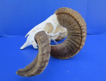 Merino Sheep Skull with 28-3/4 and 31 inches Horns - Buy this one for $179.99