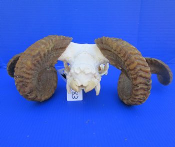 Merino Sheep Skull with 28-3/4 and 31 inches Horns - Buy this one for $179.99