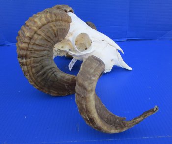 Merino Sheep Skull with 28-3/4 and 31 inches Horns - Buy this one for $179.99