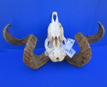 Merino Sheep Skull with 28-3/4 and 31 inches Horns - Buy this one for $179.99