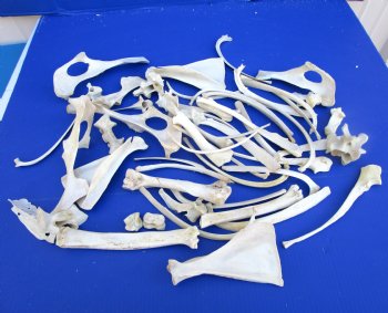  4 pounds Assorted Animal Bones of Wild Hog and Whitetail Deer 1 to 10 inches - Buy these for $39.99 