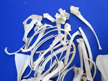  4 pounds Assorted Animal Bones of Wild Hog and Whitetail Deer 1 to 10 inches - Buy these for $39.99 