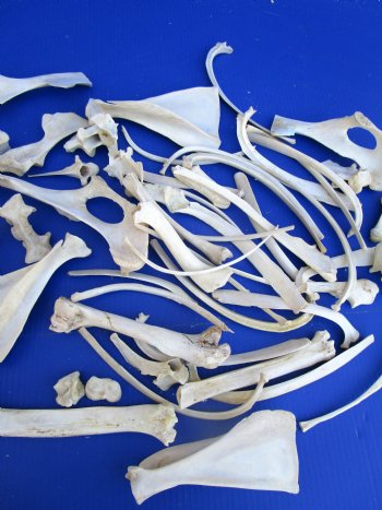  4 pounds Assorted Animal Bones of Wild Hog and Whitetail Deer 1 to 10 inches - Buy these for $39.99 