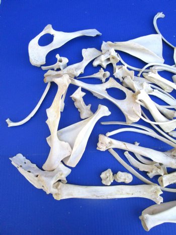  4 pounds Assorted Animal Bones of Wild Hog and Whitetail Deer 1 to 10 inches - Buy these for $39.99 