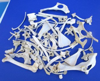  4 pounds Assorted Animal Bones of Wild Hog and Whitetail Deer 1 to 10 inches - Buy these for $39.99 