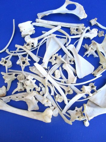  4 pounds Assorted Animal Bones of Wild Hog and Whitetail Deer 1 to 10 inches - Buy these for $39.99 