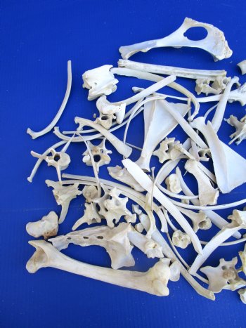  4 pounds Assorted Animal Bones of Wild Hog and Whitetail Deer 1 to 10 inches - Buy these for $39.99 