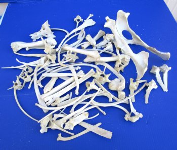  4 pounds Assorted Animal Bones of Wild Hog and Whitetail Deer 1 to 10 inches - Buy these for $39.99 