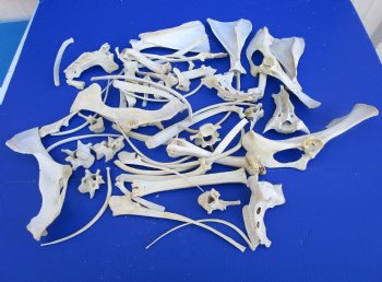  4 pounds Assorted Animal Bones of Wild Hog and Whitetail Deer 1 to 10 inches - Buy these for $39.99 