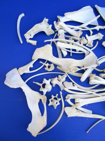  4 pounds Assorted Animal Bones of Wild Hog and Whitetail Deer 1 to 10 inches - Buy these for $39.99 