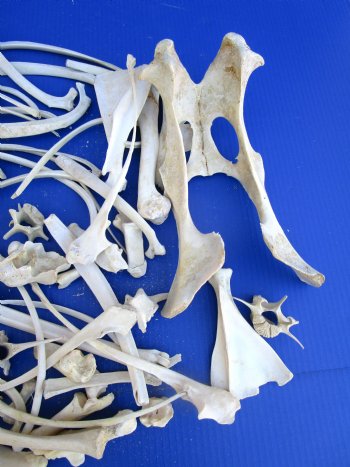  4 pounds Assorted Wild Boar Bones and Whitetail Deer Bones 1 to 10 inches - Buy these for $39.99