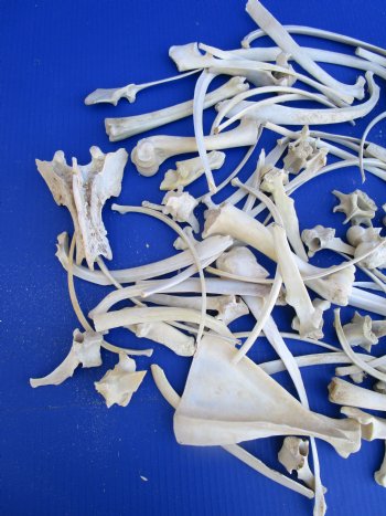  4 pounds Assorted Wild Boar Bones and Whitetail Deer Bones 1 to 10 inches - Buy these for $39.99