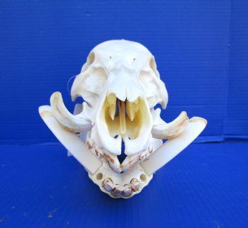 13-1/2 inches Real Georgia Wild Boar Skull with Large 4-1/2 inches Tusks - Buy this one for $69.99