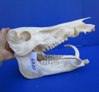 13-1/2 inches Real Georgia Wild Boar Skull with Large 4-1/2 inches Tusks - Buy this one for $69.99