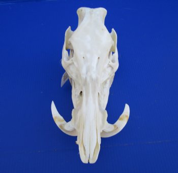 13-1/2 inches Real Georgia Wild Boar Skull with Large 4-1/2 inches Tusks - Buy this one for $69.99