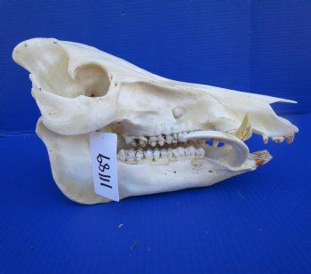 13-1/2 inches Real Georgia Wild Boar Skull with Large 4-1/2 inches Tusks - Buy this one for $69.99