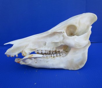 13-1/2 inches Real Georgia Wild Boar Skull with Large 4-1/2 inches Tusks - Buy this one for $69.99