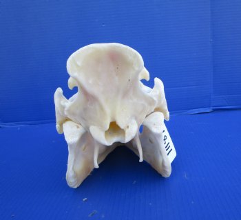 13-1/2 inches Real Georgia Wild Boar Skull with Large 4-1/2 inches Tusks - Buy this one for $69.99