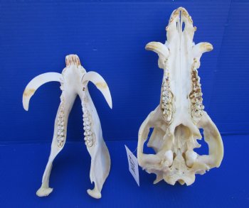 13-1/2 inches Real Georgia Wild Boar Skull with Large 4-1/2 inches Tusks - Buy this one for $69.99