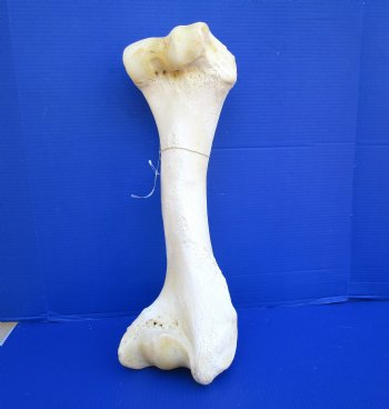 20-1/2 inches African Giraffe Humerus Leg Bone for $69.99