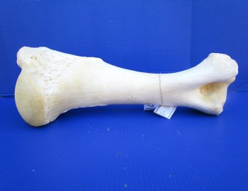 20-1/2 inches African Giraffe Humerus Leg Bone for $69.99