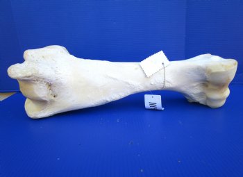 20-1/2 inches African Giraffe Humerus Leg Bone for $69.99