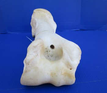 20-1/2 inches African Giraffe Humerus Leg Bone for $69.99