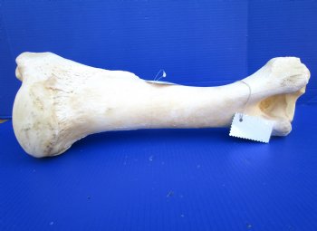 21-1/4 inches African Giraffe Humerus Leg Bone for $69.99