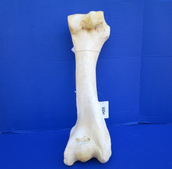 21-1/4 inches African Giraffe Humerus Leg Bone for $69.99