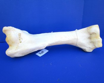 21-1/4 inches African Giraffe Humerus Leg Bone for $69.99