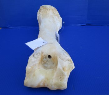 21-1/4 inches African Giraffe Humerus Leg Bone for $69.99