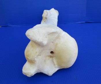 21-1/4 inches African Giraffe Humerus Leg Bone for $69.99