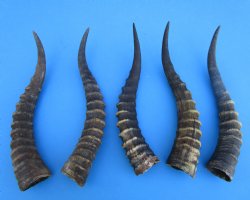 Five Male Blesbok Horns 14 to 14-1/2 inches - Buy these for $16.00 each