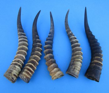 Five Male Blesbok Horns 13-1/4 to 14-1/4 inches - Buy these for $16.00 each