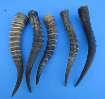 Five Male Blesbok Horns 13-1/4 to 14-1/4 inches - Buy these for $16.00 each