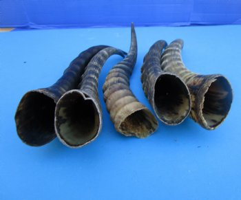 Five Male Blesbok Horns 13-1/4 to 14-1/4 inches - Buy these for $16.00 each