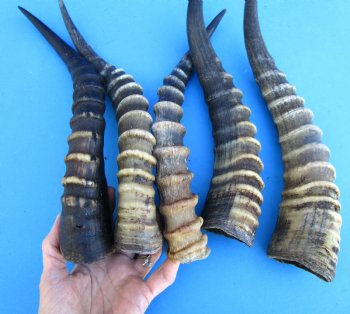 Five Male Blesbok Horns 14 to 14-1/2 inches - Buy these for $16.00 each