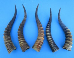 Five Male Blesbok Horns 14-1/2 to 17 inches - Buy these for $16.00 each