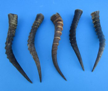 Five Male Blesbok Horns 14-1/2 to 17 inches - Buy these for $16.00 each