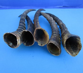 Five Male Blesbok Horns 14-1/2 to 17 inches - Buy these for $16.00 each