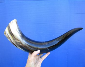 20-1/4 inches Polished Buffalo Horn With a Wide Base - Buy this one for $46.99