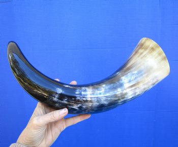 20-1/4 inches Polished Buffalo Horn With a Wide Base - Buy this one for $46.99