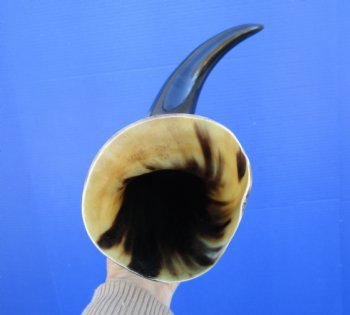 20-1/4 inches Polished Buffalo Horn With a Wide Base - Buy this one for $46.99