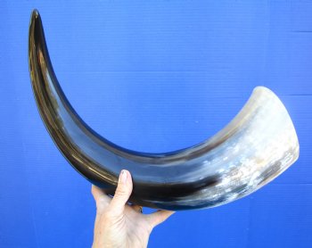 22-7/8 inches Polished Buffalo Horn With a Wide Base - Buy this one for $46.99