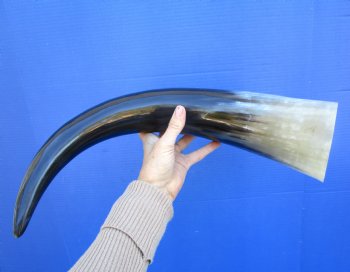 22-7/8 inches Polished Buffalo Horn With a Wide Base - Buy this one for $46.99