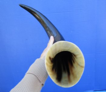 22-7/8 inches Polished Buffalo Horn With a Wide Base - Buy this one for $46.99